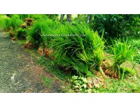 நாஞ்சில் நாடு உட்பட்ட குமரி மாவட்டத்தில் நெற் விவசாயத்தை மீண்டு எடுப்போம்...