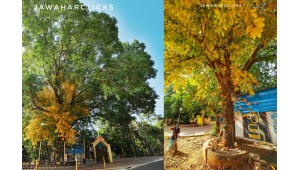 Sir C P Ramasamy Iyer Memorial Park