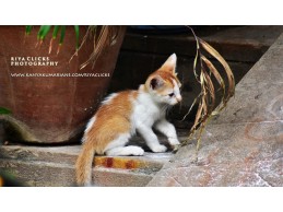Cute Kittens - Kitten Photography