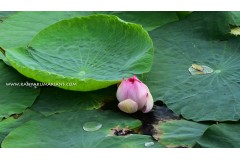 Lotus Pond - Putheri Kulam